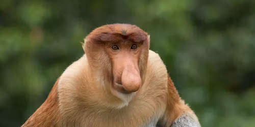 Borneo Jungle Rivers & Rare Encounters Small Group Tour & Conference 