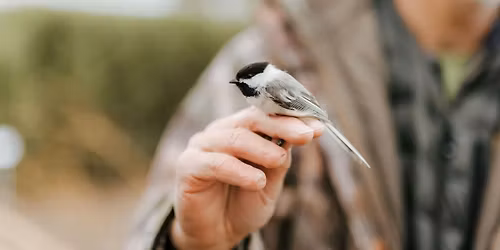 Monthly Bird Banding & Bird Walk