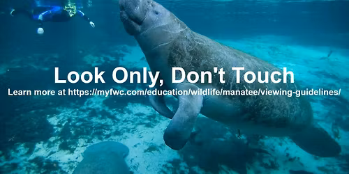 Manatee Snorkel Tour Group Trip with Gaspar's Dive Shop