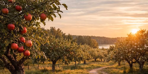 Plymouth Apple Orchard Trip
