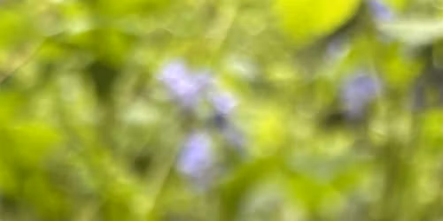Spring Flower & Tree Walk, Prospect Park.