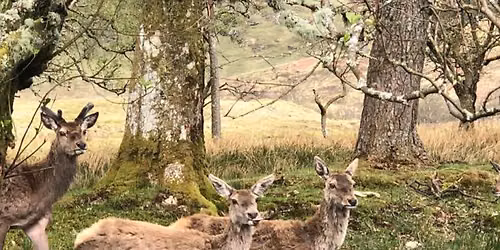 Crick Deer Park Morning Miracle Walk \u2013 3 Miles