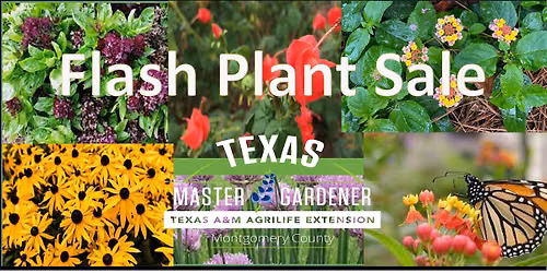 Flash Plant Sale
