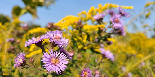 Conservation Youth Corps | Pickering Pollinator Garden Stewardship