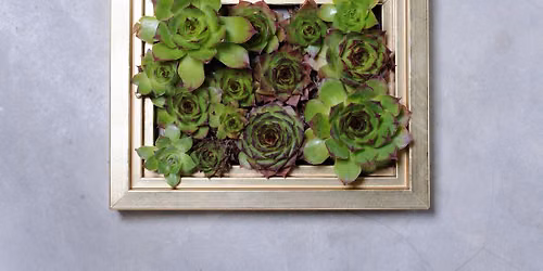 Make a Succulent Picture Frame