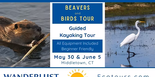 Beavers and Birds Guided Kayaking Ecotour