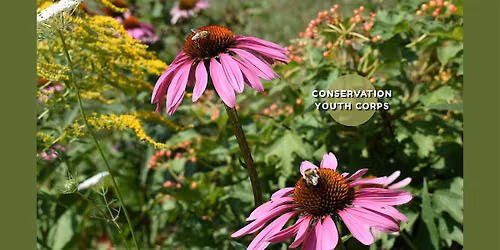 Conservation Youth Corps | City of Markham