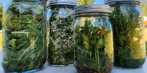 Herbal Remedies Workshop