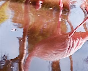 Artist Talk: Anastasia Samoylova