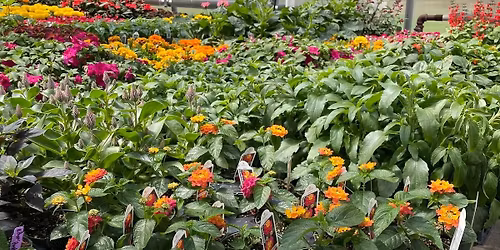 Warm Season Plant Sale