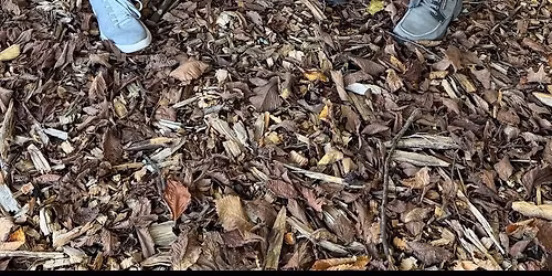 Wolf Moon @ The Bear's Den