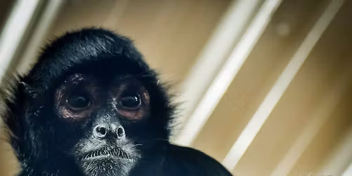 Playful Primates Camp