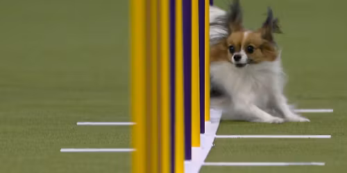 Westminster Kennel Club Dog Show - Masters Agility Finals at Jacob K. Javits Convention Center