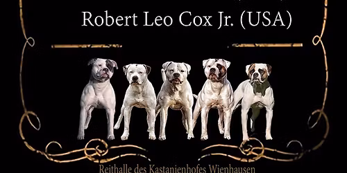 2. American Bulldog Wintershow