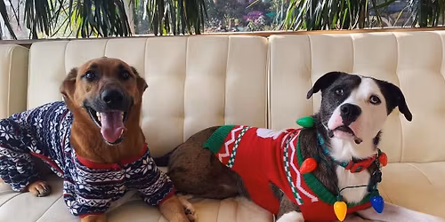Home for the Holidays - Dog Adoption Event 