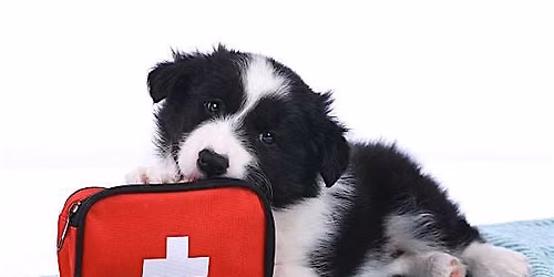 K9 First Aid Workshop for Pet Parents