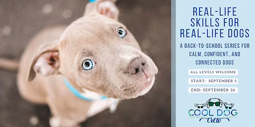 Real-Life Skills for Real-Life Dogs