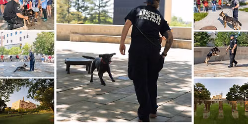 Rescue Dogs Demonstration