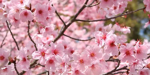 Cseresznyevir\u00e1gz\u00e1s Bud\u00e1n