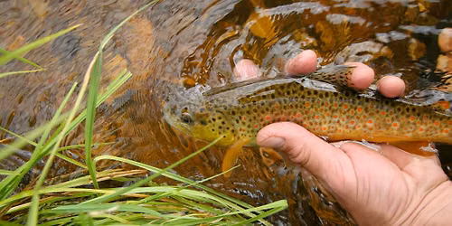Yampa River Center Workshop:  Fly-fishing in the Headwaters