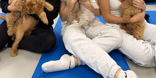 Puppy Yoga Sydney - Sydney CBD