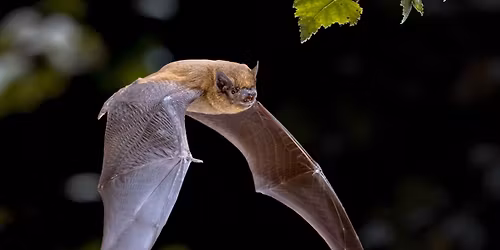 Bat Watching for Beginners -8th May