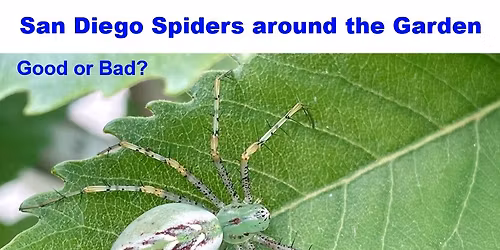 POWAY-  Spiders in the garden: Good or Bad?  with Randy from the San Diego Spider Society
