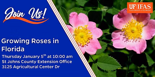 Growing Roses in Florida