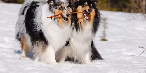 Turkinhoito- ja trimmauskoulutus collieille