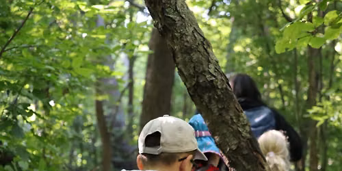 Beginner Tree Identification Workshop in Toronto\u2019s High Park