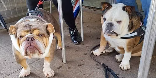 South West (Bristol) Bulldog Walk for GBSR UK