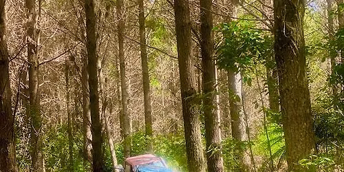 Family Shiny - Akatarawa Forest