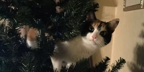 Holiday Stop n Shop and Urban Cat Coalition Fundraiser