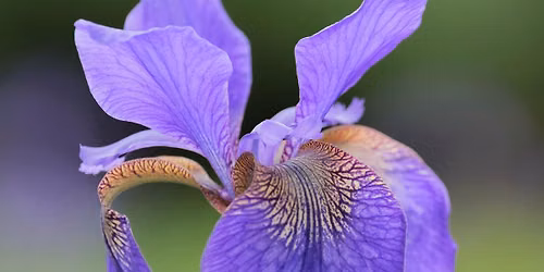Iris Collection Open Days