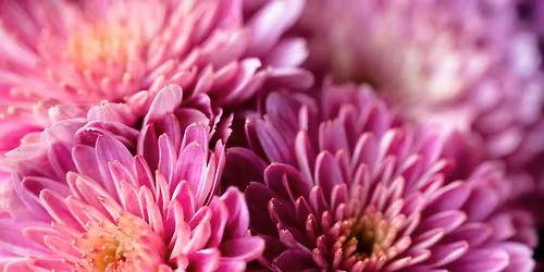 Electric City Flower Show 2026