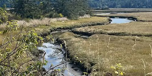 Birding at the Millicoma Marsh Trail