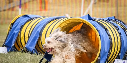 Beginners Fun Agility