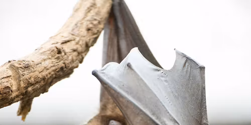 Tim Holehouse\/Puppet Midnight\/CKDH\/Mr Twonkey