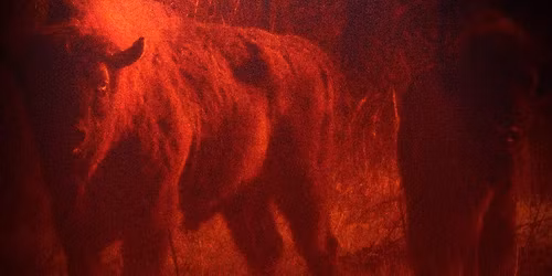 N\u00e4ktergal#17 Still Light Noise | Bj\u00f8rn Erik Haugen (NO)| Konstantine