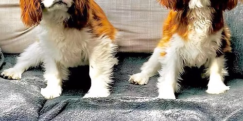 Stargazer Cavalier welcomes Bonito\u2019s Campaneros to our family\ud83d\udc3e exciting news coming