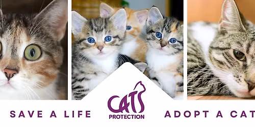 Cats Protection at the Spirit of Tenterden Festival Fundraiser 