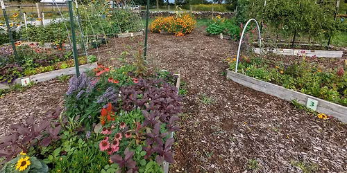 A Year in the Garden #4: Planting Your Summer Garden