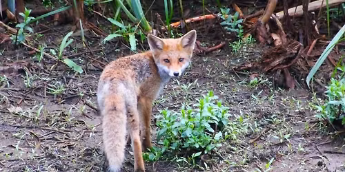 Cursus zoogdieren