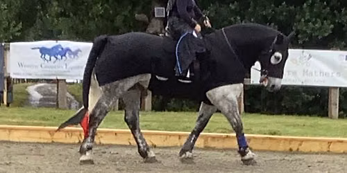 Charity Dressage 