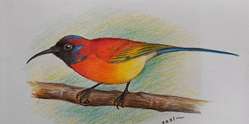 Coloured Pencil Drawing Course by Paul Lee
