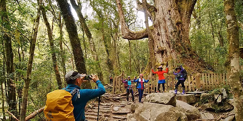 \u829d\u751f\u6bdb\u53f0\u5c71\u3001\u53f8\u99ac\u5eab\u65af\u5de8\u6728\u7fa4 (\u9ec3\u91d1\u6c34\u871c\u6843\u5b63) \u5169\u5929\u8f15\u9b06\u884c