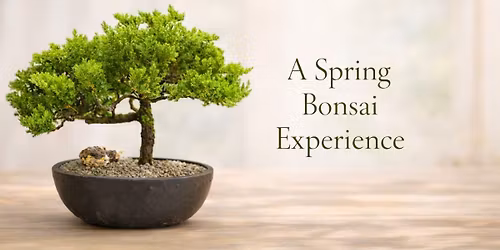 A Spring Bonsai Experience