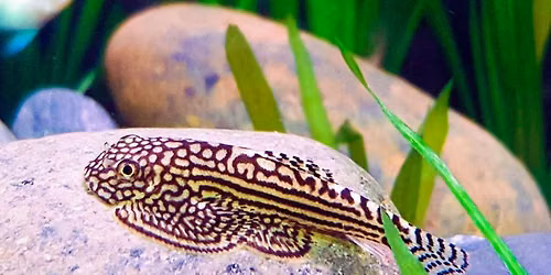 November Monthly Meeting - Hillstream Loaches