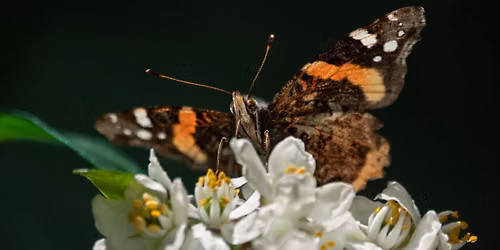 Pollinator Day Celebration