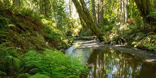 Planting Party at Little Skookum Inlet Preserve